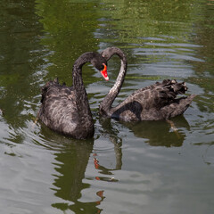Fototapeta premium A pair of black swans on the surface of the lake.