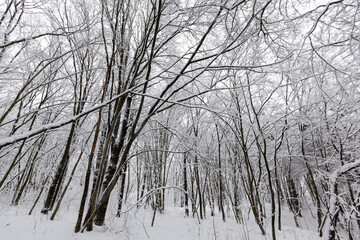 deciduous trees in winter, cold frosty winter weather