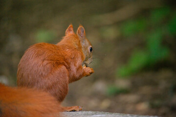 Eichhörnchen, close up, cute, eating