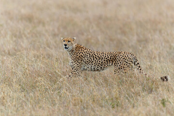 Cheetah (Acinonyx jubatus) male hunting on the plains in Masai Mara National Reserve in Kenya