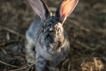 rabbits in their natural habitat. protection of animals, against animal testing of cosmetics. against abuse.