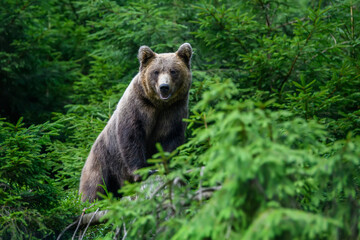Wild Brown Bear in the summer forest. Animal in natural habitat. Wildlife scene