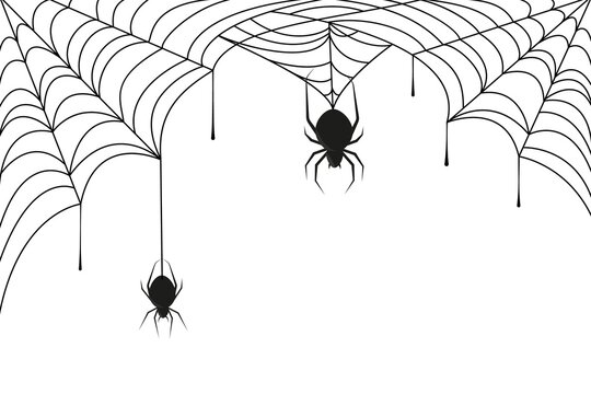 Spider on black cobweb. Halloween background or frame with weaving web in corner and silhouette of horror spiders vector image
