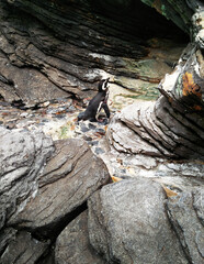 Spheniscus demersus at the Lisbon Aquarium, African penguin, waterfall in the cave, Lisbon, Portugal