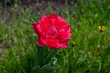 Beautiful blooming bright red peony tulip growing in the garden. Spring flowers.
