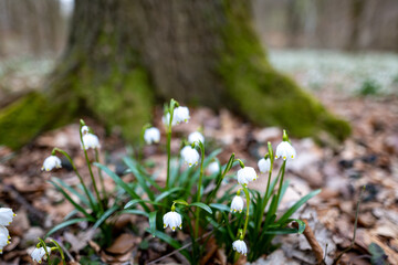 snowdrops in the forest