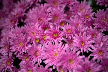 密集して咲く濃いピンク色の小菊