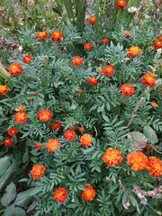 orange flowers in the garden