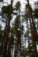 tall trees under the evening sky from below