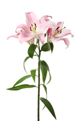 Beautiful lily plant with pink flowers isolated on white