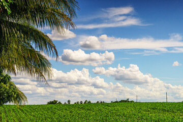 corn fields with coconut trees and blue sky background