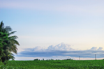 corn fields with coconut trees and blue sky background