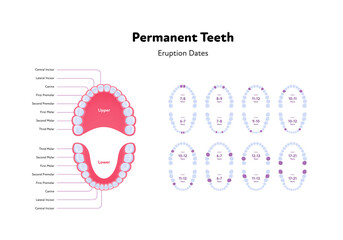 Dental jaw and tooth anatomy chart. Vector biomedical illustration. Permanent teeth scheme with eruption dates and month number isolated on white background. Design for healthcare