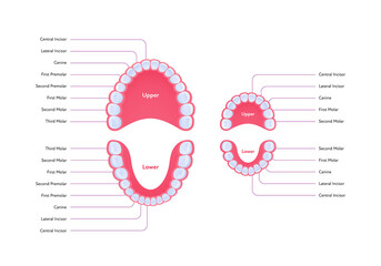 Dental jaw and tooth anatomy chart. Vector biomedical illustration. Permanent and primary teeth scheme with text isolated on white background. Design for healthcare, dentistry, education
