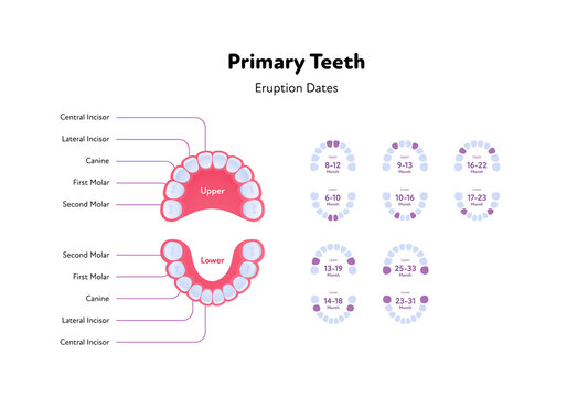 Dental jaw and tooth anatomy chart. Vector biomedical illustration. Primary teeth eruption dates with month number isolated on white background. Design for healthcare, dentistry