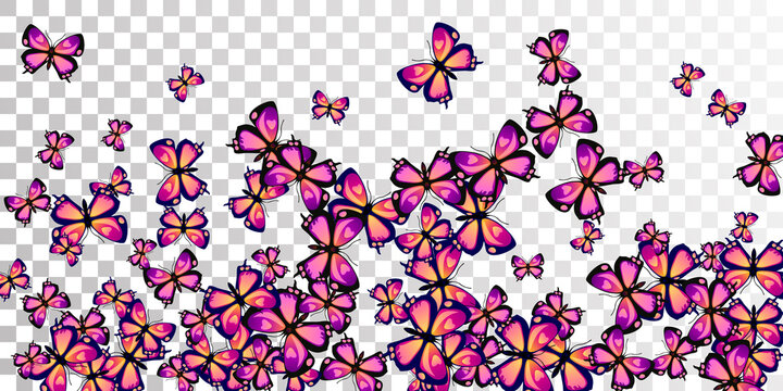 Exotic purple butterflies isolated vector background. Summer ornate moths. Wild butterflies isolated fantasy illustration. Gentle wings insects patten. Garden beings.