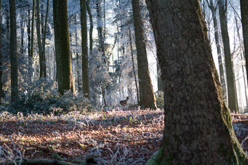 Obraz premium forest in autumn
