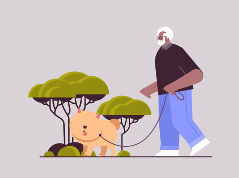 African American Senior Man Walking In Park With His Little Dog Grandfather Relaxing With Pet