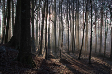 morning in the forest