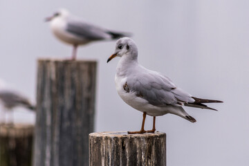 seagull on a pier