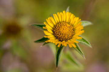 Macro de Flor