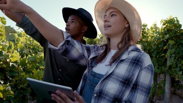 Mixed race male and female farmers standing in field holding digital tablet. Planning layout of vineyards on farm. High quality 4k footage