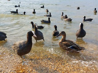 ducks on the lake