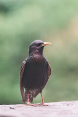 Starling