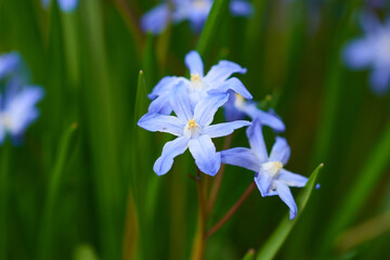 Gewöhnliche Sternhyazinthe (Chionodoxa luciliae)	