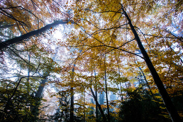 Autumn la Grevolosa forest, Osona, Barcelona, Spain