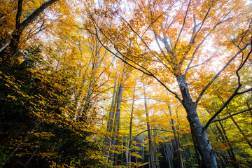 Autumn la Grevolosa forest, Osona, Barcelona, Spain