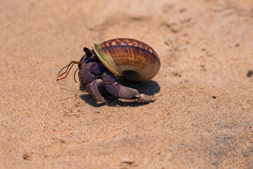 Small Sandy Beach Krebs