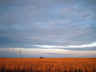 A flat field of wheat at sunset. The ears are almost ripe. The warm light of the sunset sky breaks through the lush clouds.