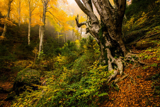 Autumn la Grevolosa forest, Osona, Barcelona, Spain