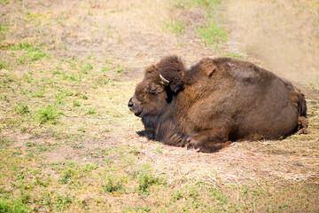 Fototapeta premium Big yak bull lies on the ground, close up. 2021 year of the bull