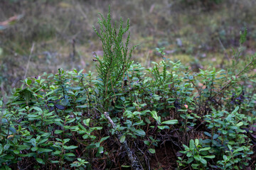 wild lingonberry bushes in the forest