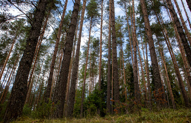 Fototapeta premium a mysterious forest with mighty conifers high to the sky