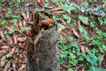 pine cones sticking out of a tall dry stump, surrounded by a mountain of cones in the forest