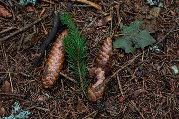 two spruce cones and a green spruce branch lie on the ground among branches, sticks and green leaves. brown background