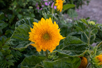 bright yellow sunflower bud on a green stem