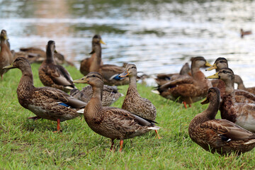 Lot of mallard ducks on a green grass near the water. Male and female wild ducks at lake coast