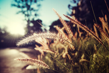 Fototapeta premium Grass with Sunlight on Countryside Suburban