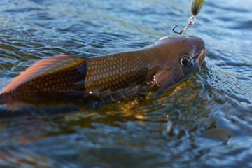 Grayling caught and hooked from Arctic river  by fisheman in Lapland in Sweden in Kiruna in August...