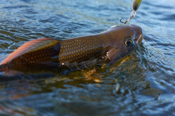 Grayling caught and hooked from Arctic river  by fisheman in Lapland in Sweden in Kiruna in August 2021.