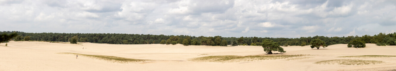 Fototapeta na wymiar Super wide panoramic view of solitary pine trees in the middle of the Soesterduinen sand dunes in The Netherlands. Unique Dutch natural phenomenon of sandbank drift plain.