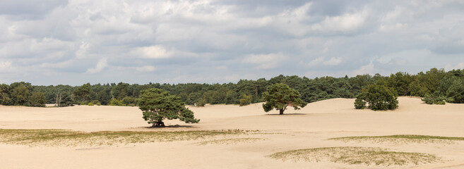 Fototapeta na wymiar Ominous dramatic clouds above solitary pine trees in the middle of the Soesterduinen sand dunes in The Netherlands. Unique Dutch natural phenomenon of sandbank drift plain.