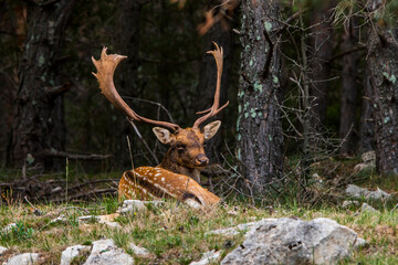 Fallow deers in La Garrotxa, Girona, Pyrenees, northern Spain. Europe © Alberto Gonzalez 