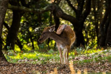 Fallow deers in La Garrotxa, Girona, Pyrenees, northern Spain. Europe