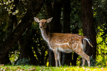 Fallow deers in La Garrotxa, Girona, Pyrenees, northern Spain. Europe