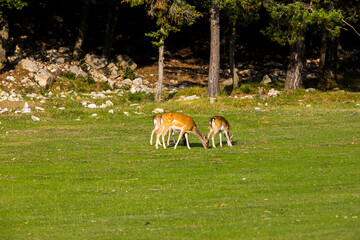 Fallow deers in La Garrotxa, Girona, Pyrenees, northern Spain. Europe © Alberto Gonzalez 